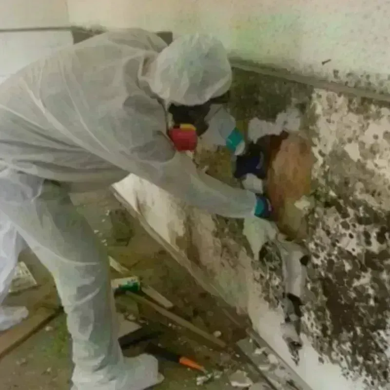 Mold Remediation and Removal in Bal Harbour, FL